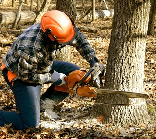 Tree Removal in Barry, TX
